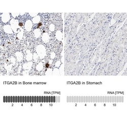 Integrin alpha 2b/CD41 Antibody, Novus Biologicals 0.1mL; Unlabeled:Antibodies,